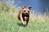 STAFFIE 085
